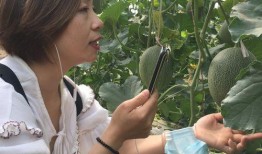 新疆吃瓜网红叫什么名字,瓜界新宠，带你领略西域风情