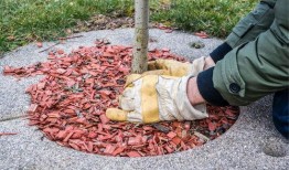 种树在线观看,绿色梦想，绿色行动