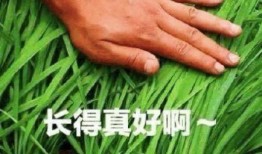 成都割韭菜爆料案件最新,揭秘网络诈骗背后的黑色产业链
