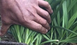 成都割韭菜爆料案件最新,揭秘网络诈骗背后的黑色产业链