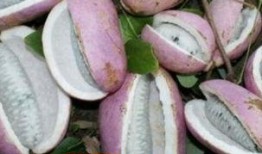 吃八月瓜的网红男生,揭秘吃瓜新潮流背后的故事