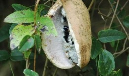 吃八月瓜的网红男生,揭秘吃瓜新潮流背后的故事