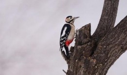 啄木鸟 在线观看,自然奇观中的生命之歌