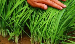 成都割韭菜爆料案件最新,揭秘网络诈骗背后的黑色产业链