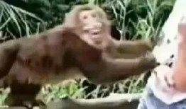 猴王吃瓜短片免费观看高清,免费高清短片，畅享欢乐时光