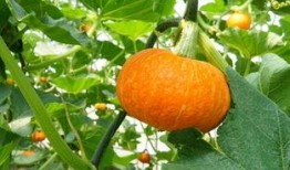 成县的吃瓜网红主角,揭秘当地美食背后的故事