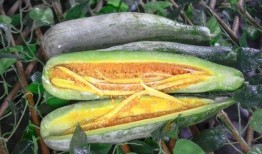 成县的吃瓜网红主角,揭秘当地美食背后的故事