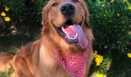 金毛siri娱乐吃瓜君