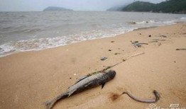 连云港海边爆料案件视频,视频揭秘惊心动魄一幕