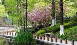 青岛植物园最新爆料,探秘植物王国新篇章