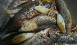 蚝油小鱼爆料视频大全下载,视频大全下载全解析