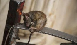 老鼠爆料原神视频,老鼠视角揭秘游戏幕后秘密