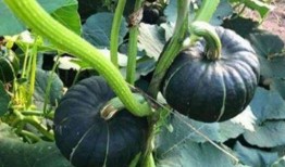 网红的QQ吃瓜群,幕后故事与八卦风云