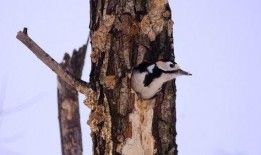 啄木鸟 在线观看,自然奇观中的生命之歌