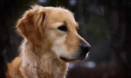 金毛siri娱乐吃瓜君