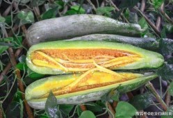 莒南网红吃瓜视频,揭秘当地美食文化新潮流