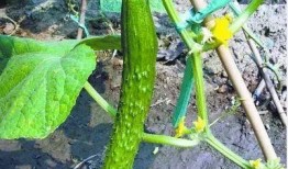 那些年吃瓜的网红是谁啊,揭秘“那些年吃瓜”的网红之谜