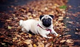 策划巴哥最新爆料新闻,揭秘策划界神秘内幕