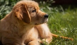 金毛siri娱乐吃瓜君