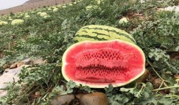 新疆吃瓜网红叫什么名字,瓜界新宠，带你领略西域风情