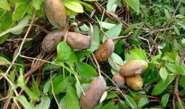 吃八月瓜的网红男生,揭秘吃瓜新潮流背后的故事