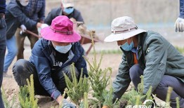 种树在线观看,绿色梦想，绿色行动