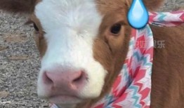 抖音搜娱乐吃瓜酱,揭秘“娱乐吃瓜酱”背后的热门话题与趣味瞬间