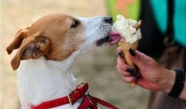 娱乐吃瓜菌狗,揭秘娱乐圈那些不为人知的幕后故事