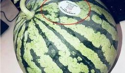 宁明网红吃瓜,揭秘网络红人的幕后故事